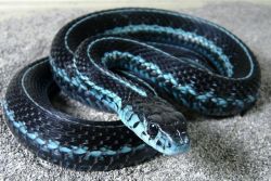 kaldannan:  laysomeskinontheskatkat:  Puget Sound Garter Snake, is best known for it’s distinct bright blue scales.  What a pretty baby! 