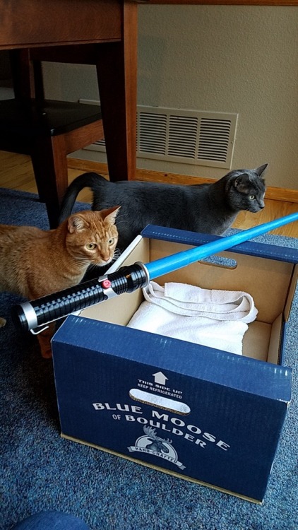reelaroundthedavekan: Firefly and Miso say May the Fourth be with you! @mostlycatsmostly
