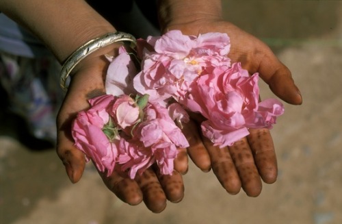 underthejasminetree: Moroccan Rose is one of the most fragrant varieties of the Damask Rose, which o