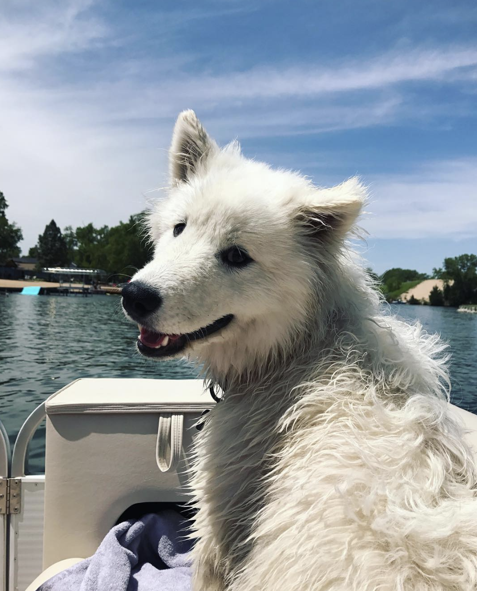 ATLAS THE ADVENTURE SAMOYED