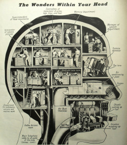 fyp-science:  THE WONDERS WITHIN YOUR HEAD  [Image: Flickr user Harald Hoyer]  