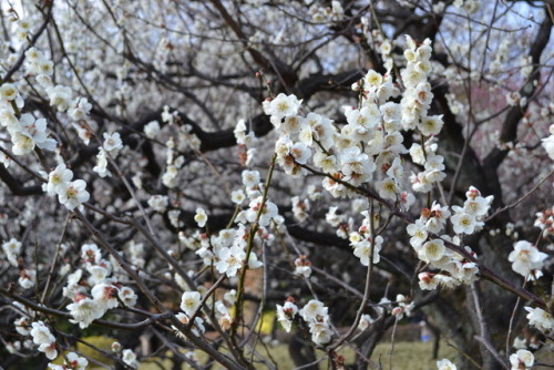 Flowers of Shinjuku Gyoen (March 2019)