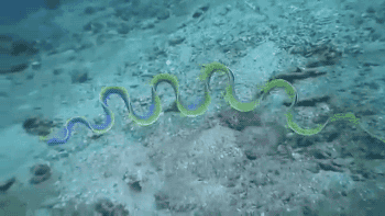 gifsboom:  Ribbon eel swimming.