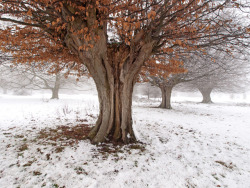 woodlandtrust:  A stubborn hornbeam refuses