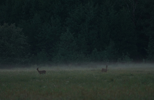 swedishlandscapes:Bright summernights.