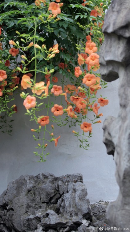 fuckyeahchinesegarden:chinese trumpet creeper in suzhou garden by 暗香盈袖1965