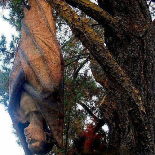 By Distortions Unlimited