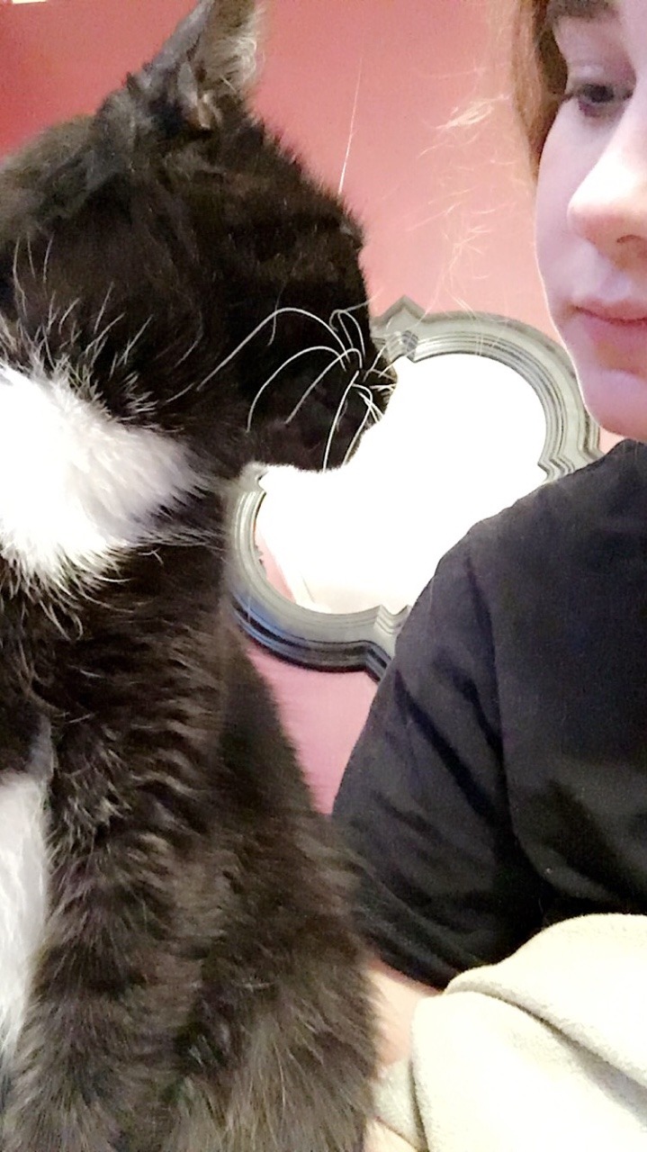 Unflattering Cat Selfies