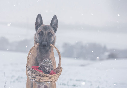 boredpanda:The Unlikely Friendship Of A Dog And An Owl