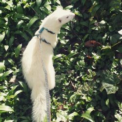 the-raw-ferret:  Juggernaut enjoyed his walk by the pond today!