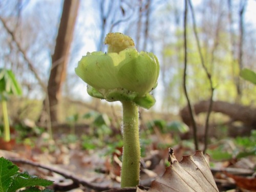 The mystery plant: I’m told this is a mutation of mayapple or Podophyllum peltatum, which are certai