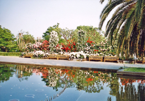 jacindaelena:  by Sugar Crisp