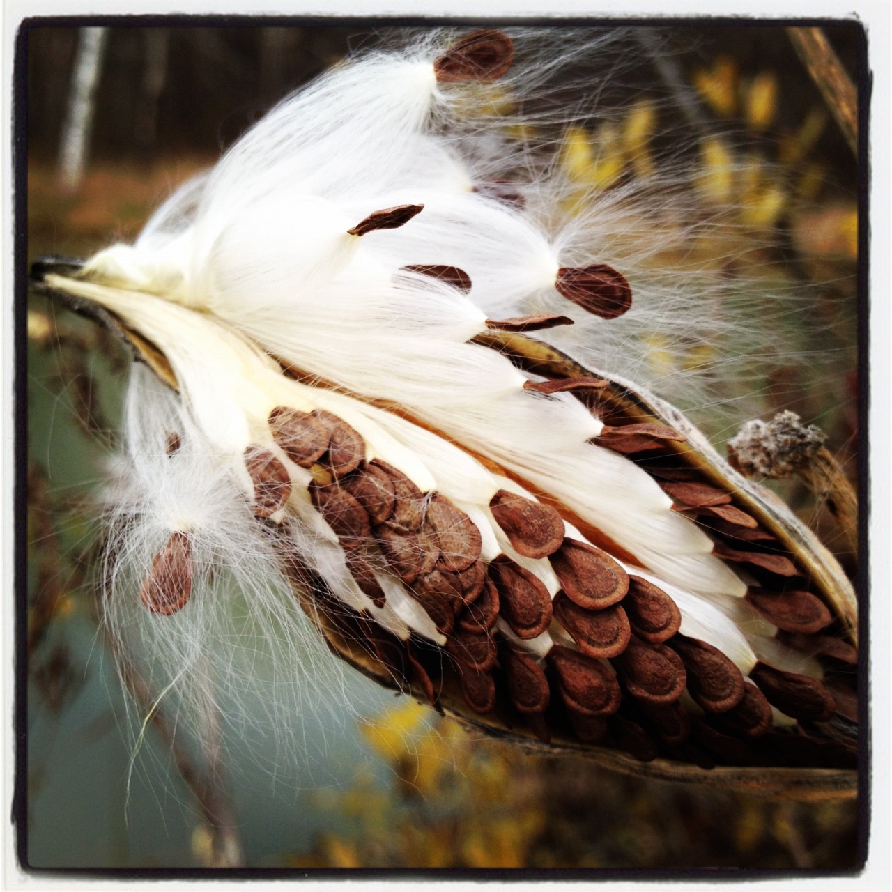 Got milkweed? If not, then you probably don’t have any monarch butterflies either. Check out this free guide to bring back native milkweeds and restore habitat from the Xerces Society. You may also want to check out their new publication Farming with...