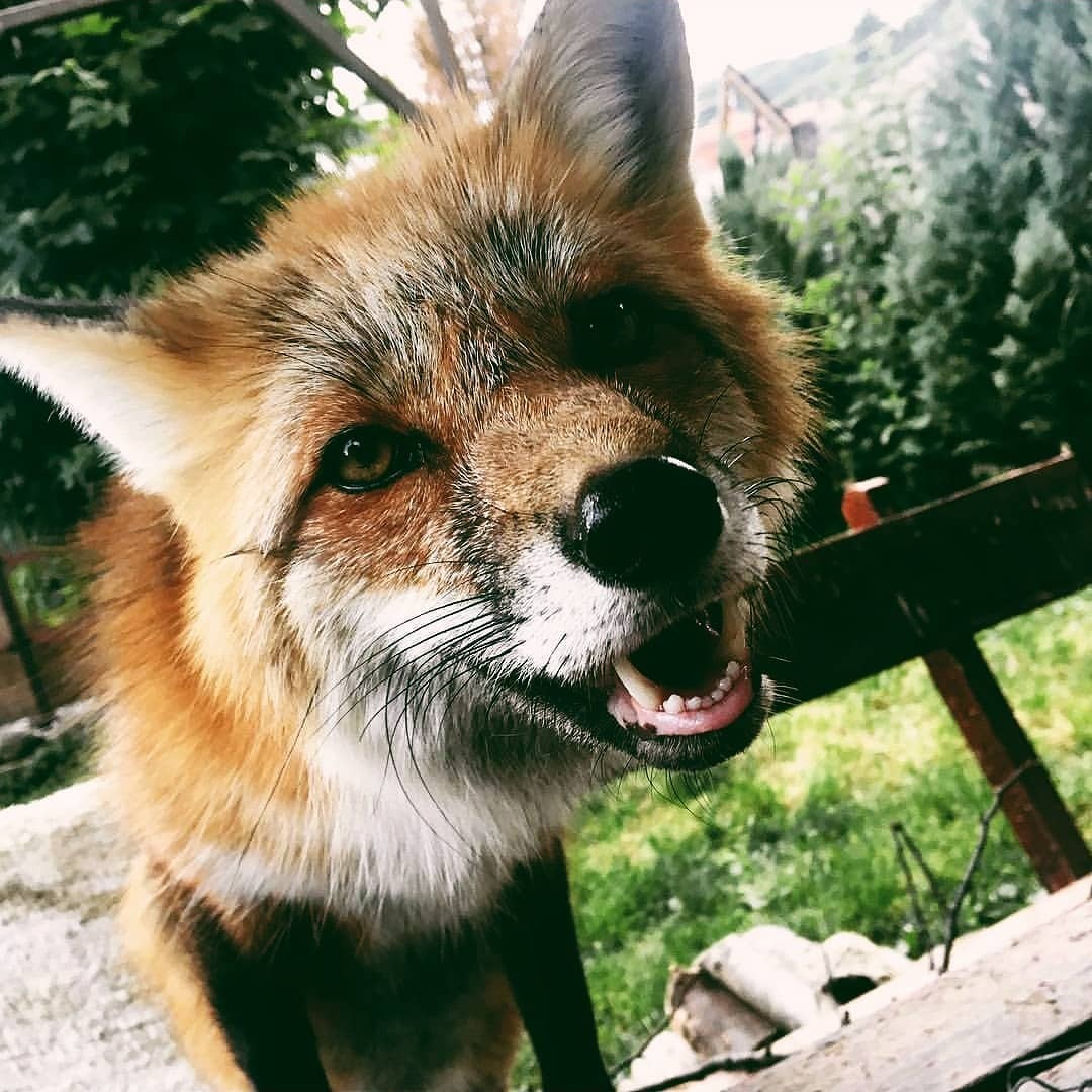Кьют Фокс. Wanted Fox.