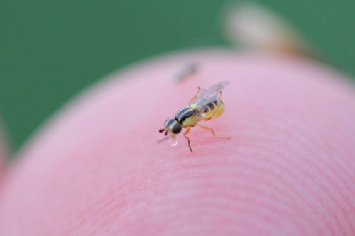 onenicebugperday: Yellow grass fly, Thaumatomyia glabra, ChloropinaeFound in North America and Europ