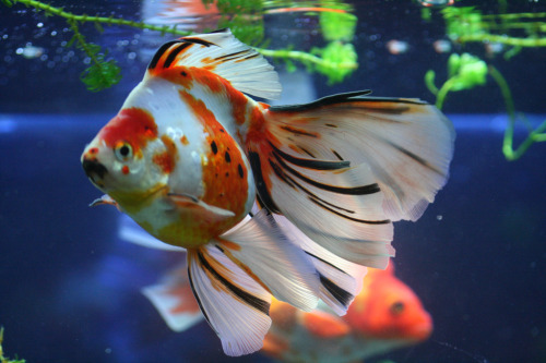 magicalnaturetour:  Goldfish (by Oº°‘¨¥ü©ã¹o¨‘°ºO)