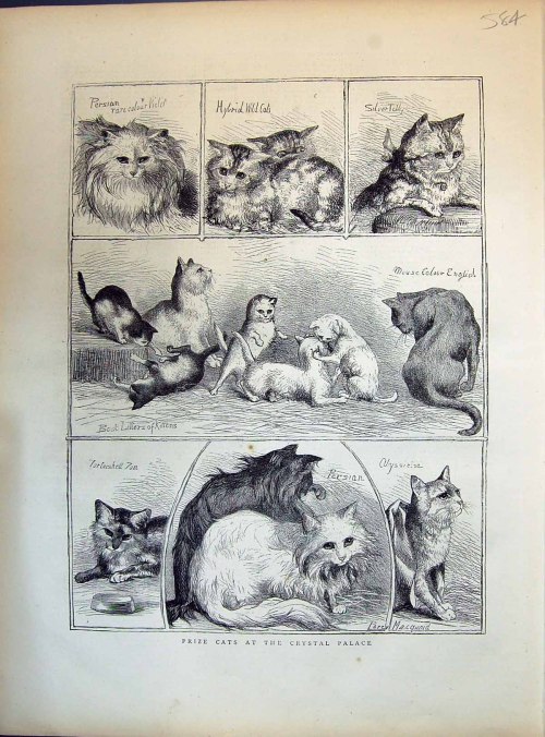 Today in History, December 27th, 1871,The worlds first cat show is held at the Crystal Palace in Lon