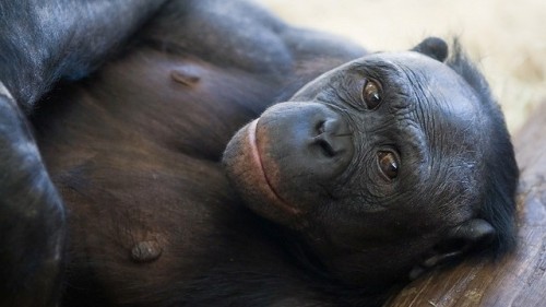 roosell: When two female bonobos experience a conflict, the dominant primate reduces the anxiety of 