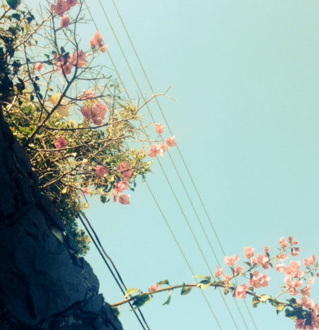 summerlilac: Some photos I took today. 