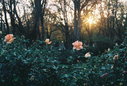 grett:  roses by ardenwray on Flickr.