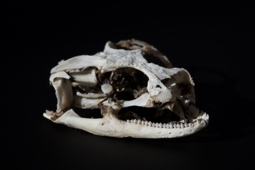 zacharycava: Common Chuckwalla (Sauromalus ater) skull I found by a woodrat midden the oth