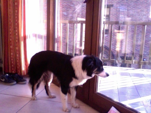 alecstasy:  alecstasy:   my dog just had surgery to get a nipple removed and when she came home after the surgery she immediately walked to the window and she has been staring out of the window for like half an hour now thinking about her new life with