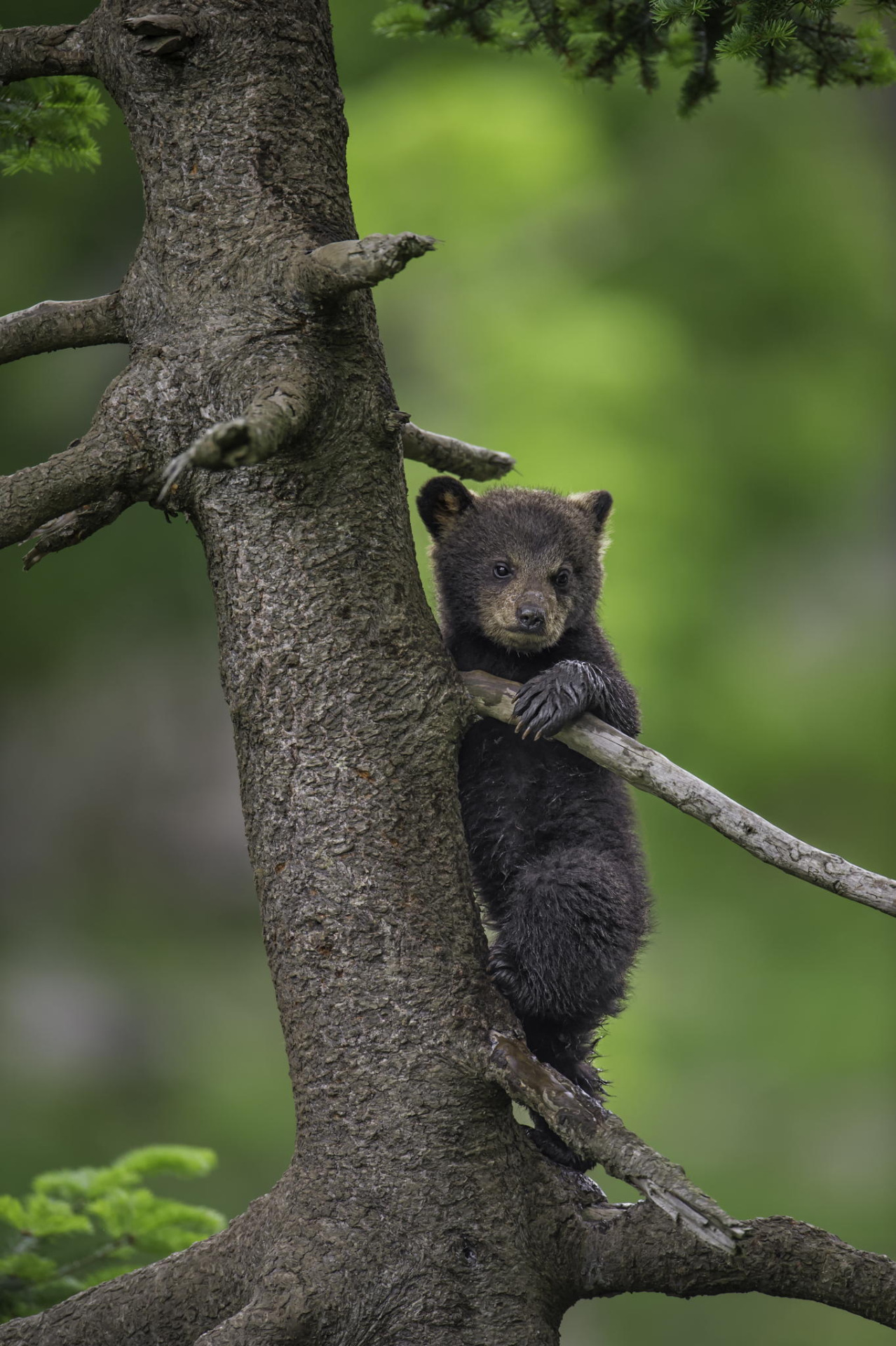 fuck-yeah-bears:  Safety First by Daniel Parent