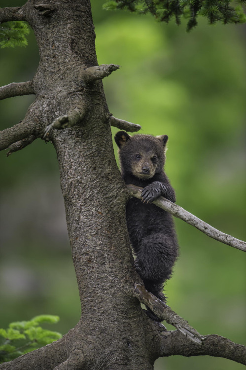 fuck-yeah-bears:  Safety First by Daniel Parent