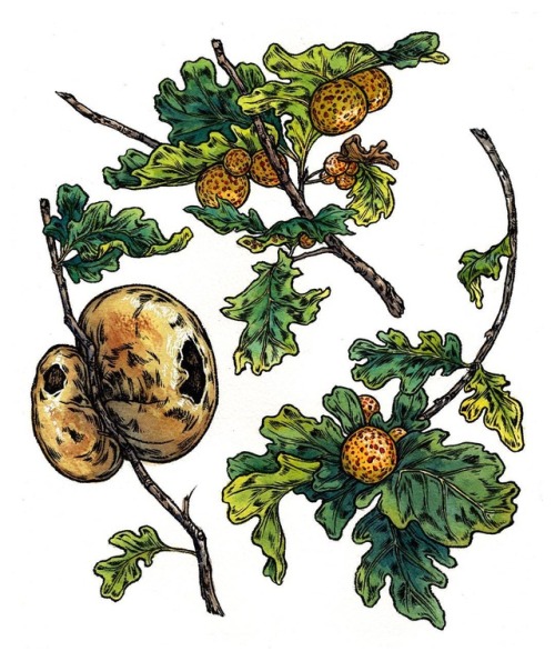 Oak galls are ingenious little homes created by gall wasps. The wasp will lay its egg in developing 