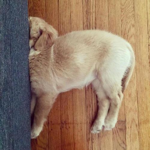 awwww-cute:  We got a puppy, she doesn’t do mornings. (Source: http://ift.tt/2mjanhO)  Relatable.