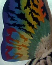 mylittlekaiju-blog - Mothra - Wings Appreciation