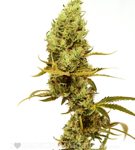 THC for inspiration