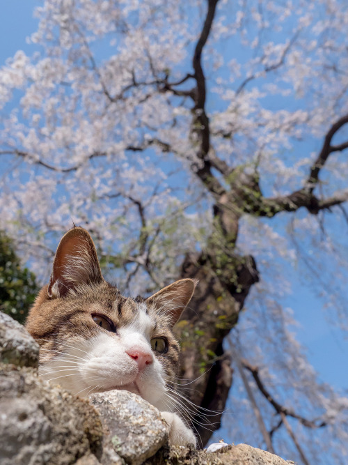 やっぱり春は楽しかったり。さぁさぁてな訳で（どんなわけだ）今年の『ねことさくら』いかがでございましたでしょうか。来年もその先も、素敵なねこと美しいさくらを見られることを心から願っております。これにてね