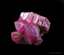 ifuckingloveminerals:  Corundum var. RubyPailin