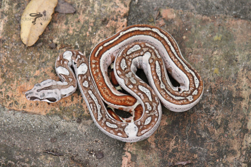 Updated photos of the OT hypo aby poss het SS litter. Holding back the litter, for now. I see a lot 