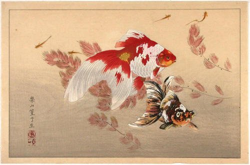 fujiwara57: “Goldfish“ deTsuchiya Rakusan 土屋楽山 (1886 - ?).