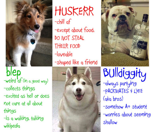 doctornsara: TAG YOURSELF: Doggo edition I made a thing for my other blog @good-dog-girls ‘s #Cutesday 