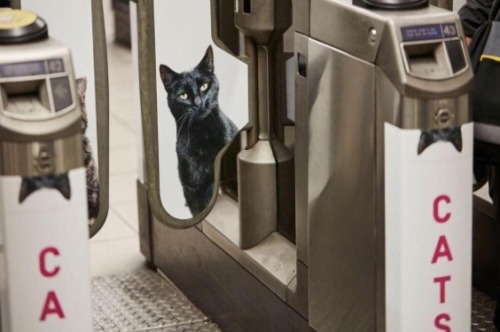 adayinthelesbianlife: A group of cat-lovers has redecorated an entire south London Tube station by r