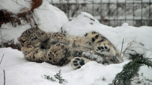 wethatkindoforc:catsbeaversandducks:Snow Leopards And Their Giant Nommable Tails“BEHOLD, DOGS!