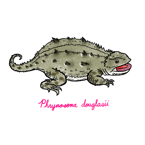 horned lizard cartoon