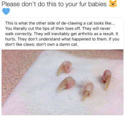 jezsiema: cottoncandycan:  therevenantrising:  cisnowflake:  artemuscain-gamingandbs:  constable-nugget:  xprmnt626:   socialjusticeichigo:  veterinaryrambles:  babyanimalgifs: THIS IS IMPORTANT This message is veterinarian-approved!!!  In case it isn’t