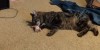 fbwzoo:fbwzoo:Imagine thinking you should toss your cat outside to get hit by a car or eaten by a coyote because there’s justNoPossibleWayToGiveThem EnrichmentInside.Imagine if there was only a way to increase space for your cat inside.There’s