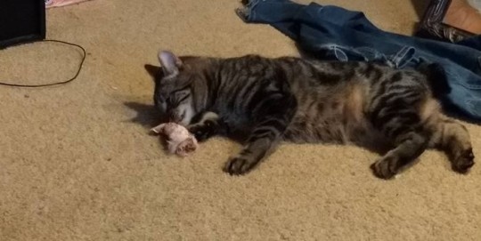 fbwzoo:fbwzoo:Imagine thinking you should toss your cat outside to get hit by a car or eaten by a coyote because there’s justNoPossibleWayToGiveThem EnrichmentInside.Imagine if there was only a way to increase space for your cat inside.There’s