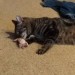 fbwzoo:fbwzoo:Imagine thinking you should toss your cat outside to get hit by a car or eaten by a coyote because there’s justNoPossibleWayToGiveThem EnrichmentInside.Imagine if there was only a way to increase space for your cat inside.There’s