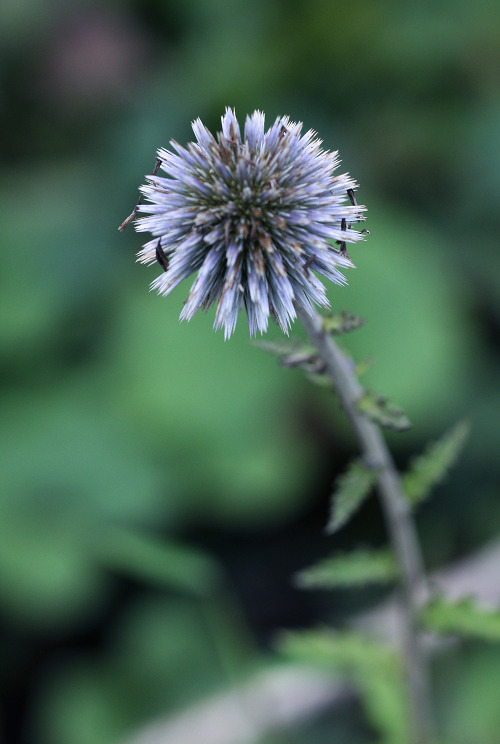 echinops