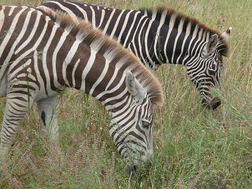 why-animals-do-the-thing: fyanimaldiversity: Mutations in Plains Zebra (Equus quagga) Nicknamed Marb