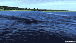 blazepress:  Hippo stalking a boat.