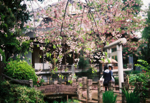 hisafoto:sakura on Flickr.Taken with Leica IIIb + Summar 50mm F2.0. 新宿〜代々木散歩