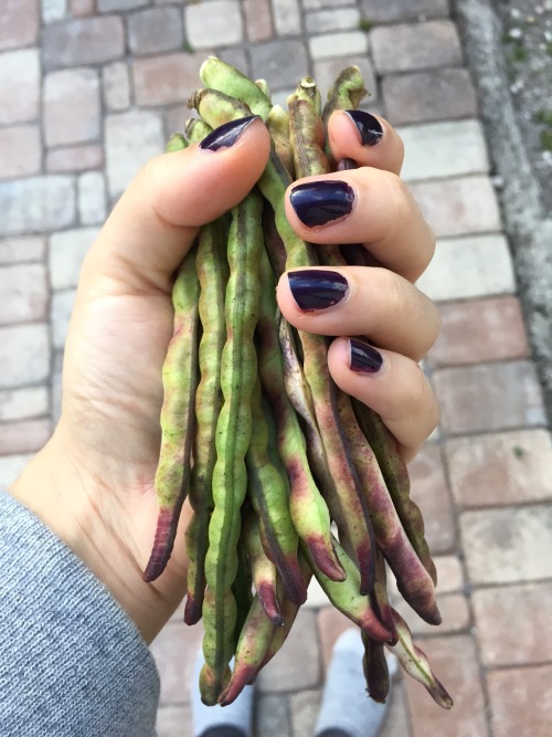 rachelzedd:Cowpeas!We’ve now had three small harvests of young cowpeas so far! We’re growing two var