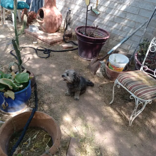 More Blooms And Doggies Enjoying Them